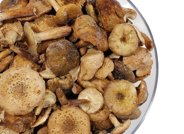 Грибы опята замороженные, 0,5кг 